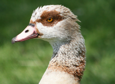 13-Nilgans-068.jpg